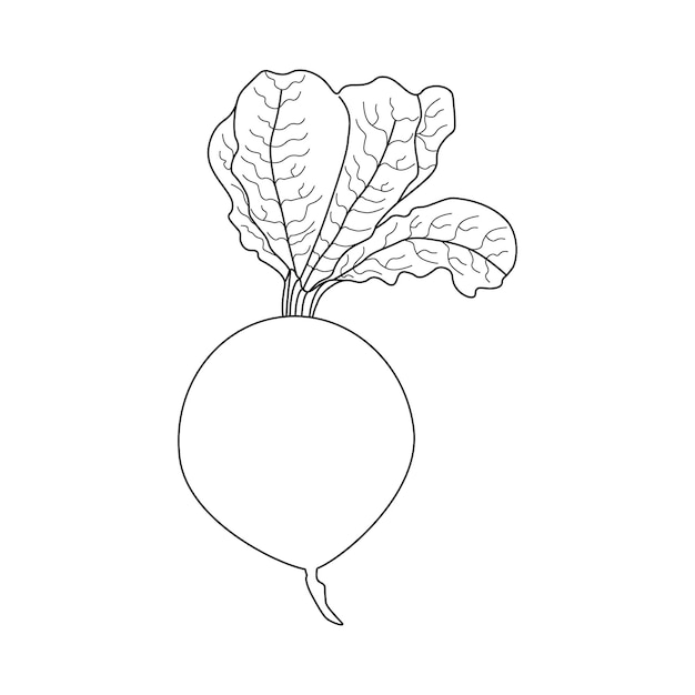 Turnip Coloring Page for Kids KDP Interior, Turnip vegetable drawing,
Turnip vegetable clipart black