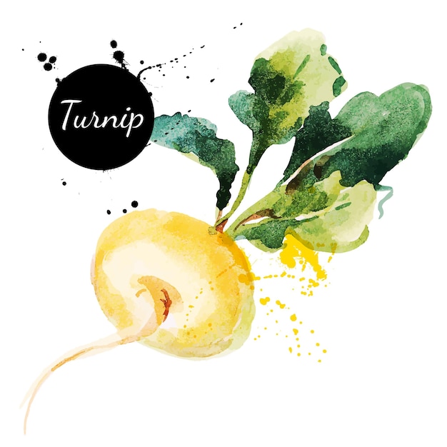 Turnip. Hand drawn watercolor painting on white background. Vector illustration