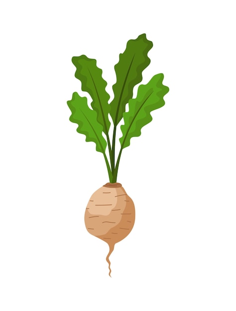 Vector turnip vegetables growing. plant showing root structure. farm product for restaurant menu or market