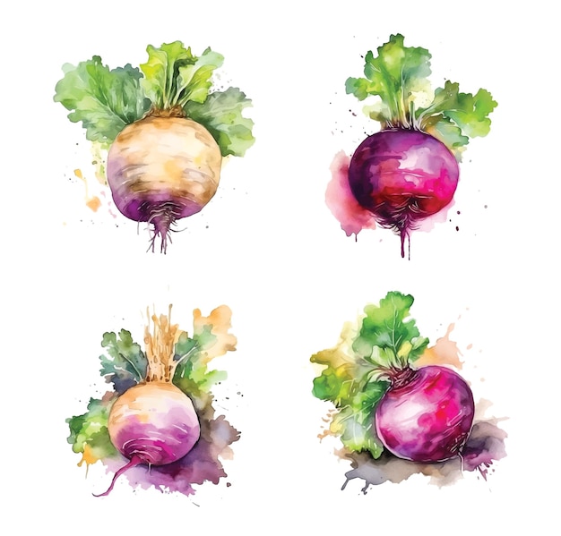 Turnip watercolor paint