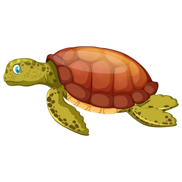 Turtle Colorful vector