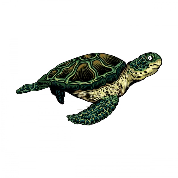 Turtle illustratie