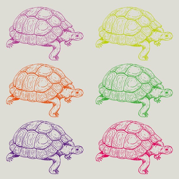 TURTLE LOVE COLORS