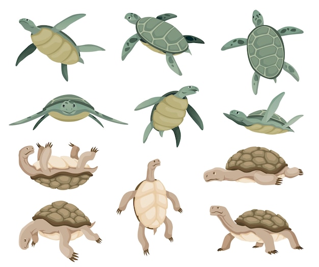 Коллекция персонажей черепах в различных позах набор зеленых морских или океанских черепах и наземных черепах в разных действиях, плавающих и гуляющих животные дикой природы в панцире