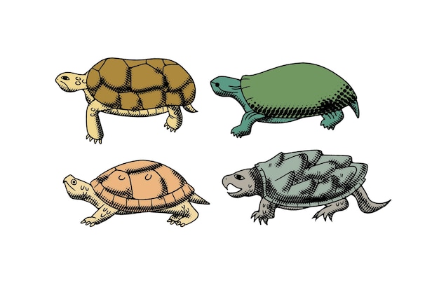 Turtles Vector Illustration Design with Vintage style