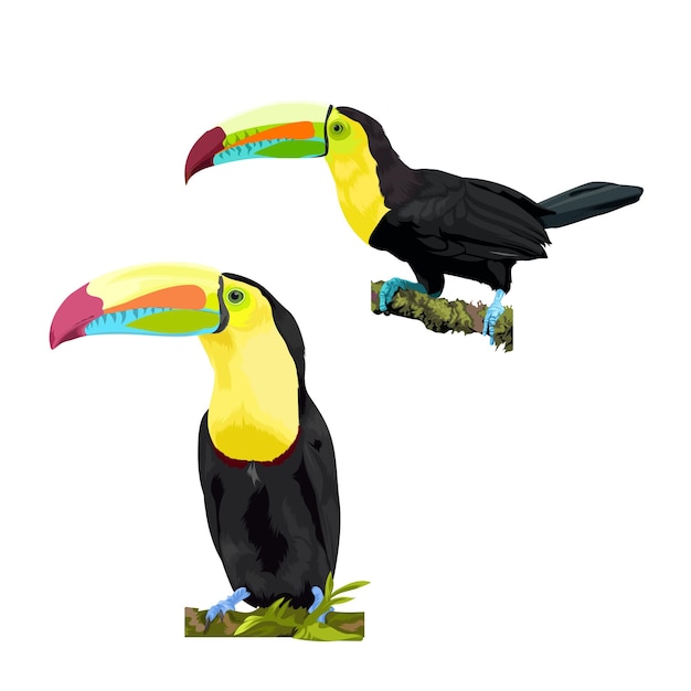 Twee Keelbilled Toucan bird vector