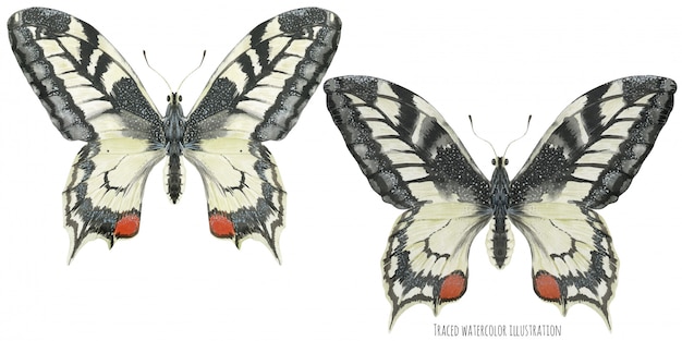 Twee Machaon-vlinders