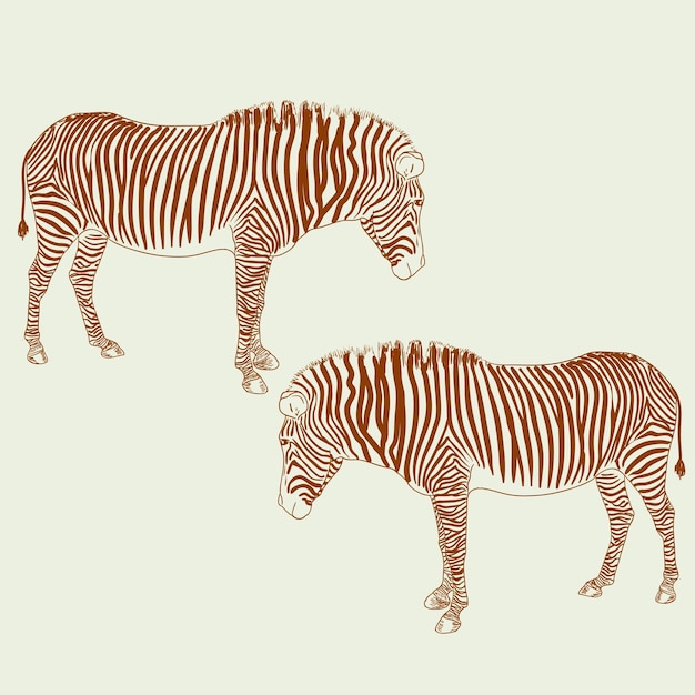 Twee zebra's Vector illustratie