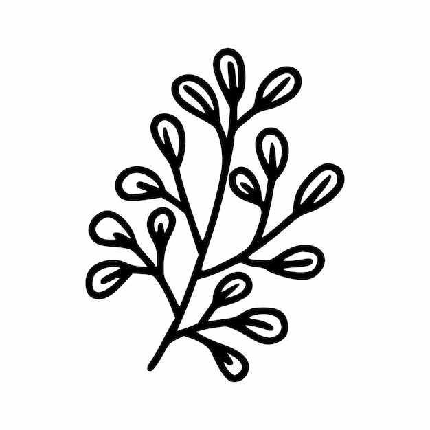 Twig drawn with contour line. Doodle style plants and herbs.