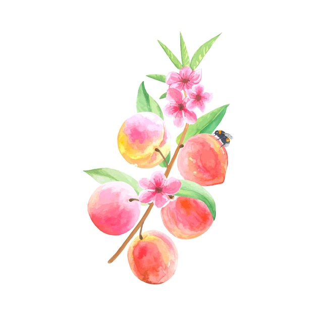 Веточка с персиками и цветами акварельные иллюстрации