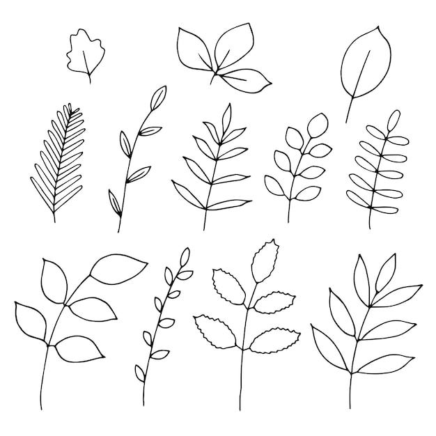 Vector twigs and leaves set vector illustration, hand drawing doodles