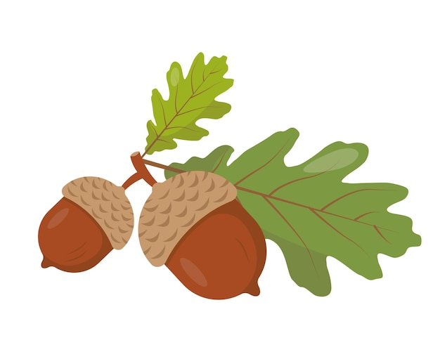 Two acorns with leaves on branch Oak seeds or nuts icon