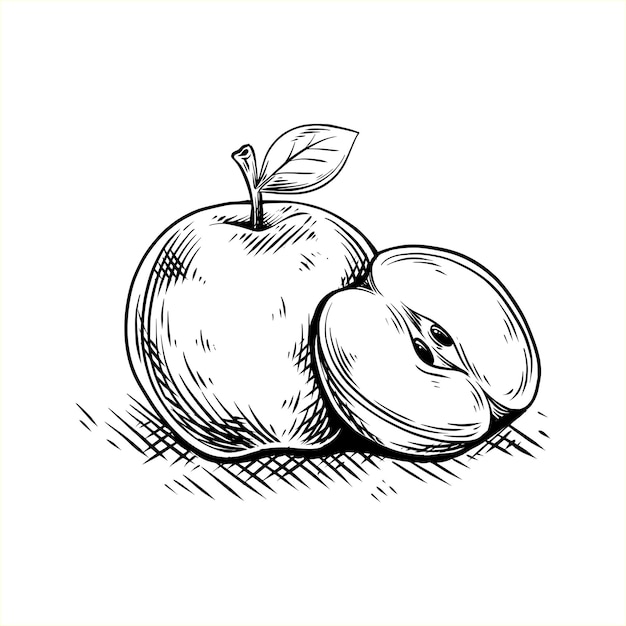 Vector two apples hand drawn vector illustration black and white