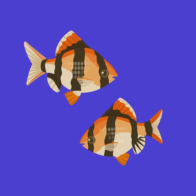 Vector two aquarium barbus on blue background