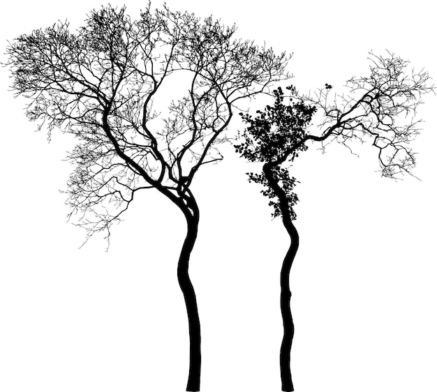 Два согнутых дерева