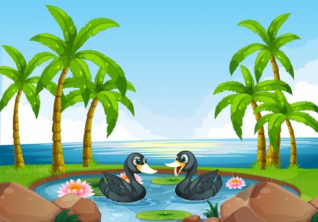 Two black ducks in pond