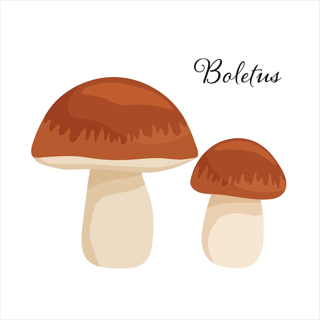 두 개의 Boletus 버섯 플랫 만화 벡터 일러스트 레이 션 흰색 절연 갈색 모자와 버섯 천연 산림 제품