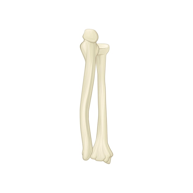 Two bones of forearm radius and ulna Part of human skeleton Isolated flat vector element for medical book or brochure of traumatology clinic