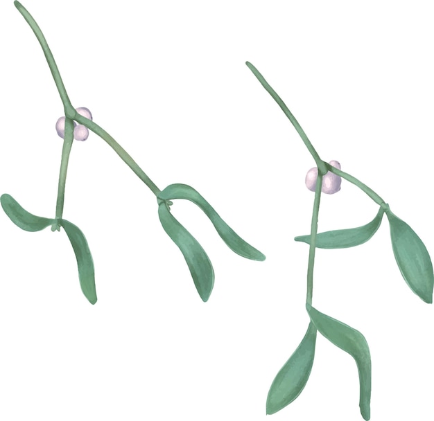 two branch of mistletoe with berries digital illustration watercolor style isolated on white