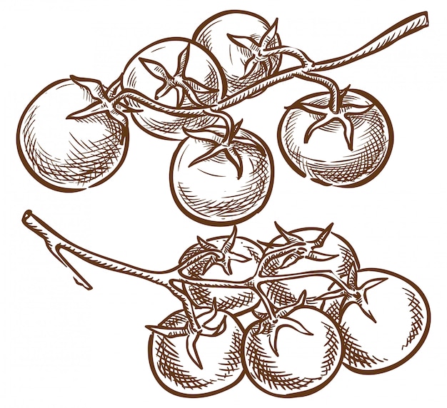 Two branches of cherry tomatoes vector sketch 