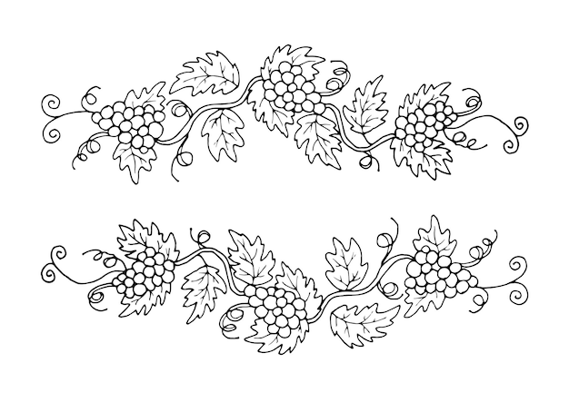 Two branches of grapes for design