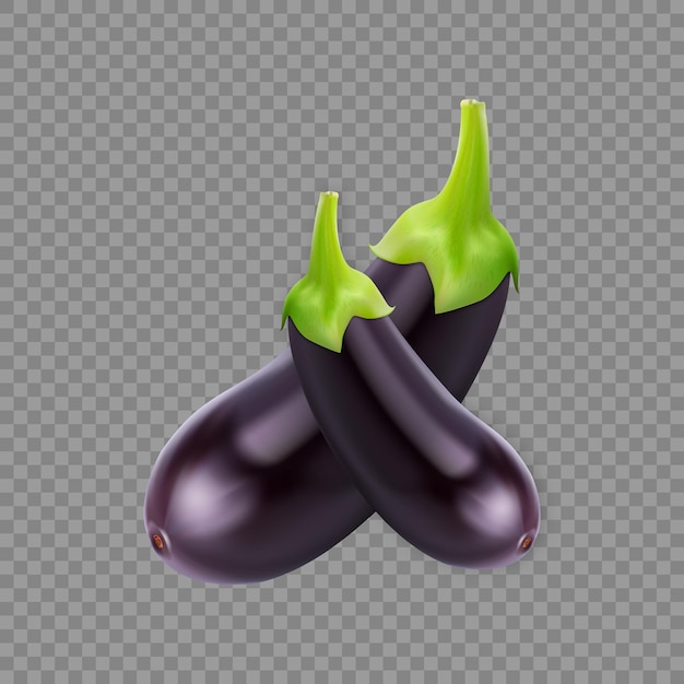 Two brinjal vector beautiful eggplant vegetable illustration