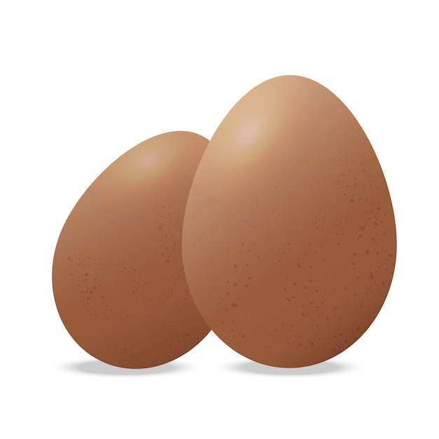 Two chicken eggs vector