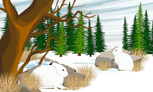 Two cute white polar hares hide from the cold behind tall rocks and dry grass Wild animal of the Ar