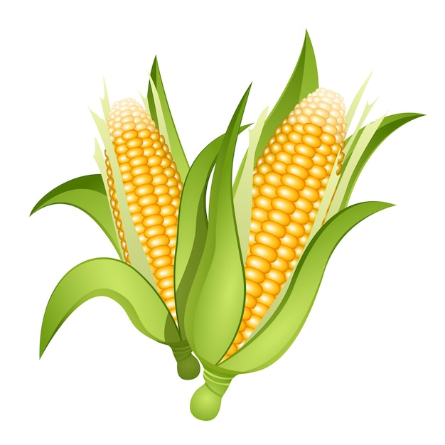 Вектор Два початка кукурузы изолированы