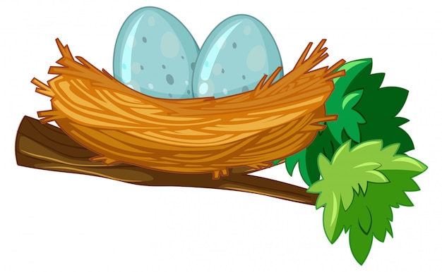 Two eggs in nest