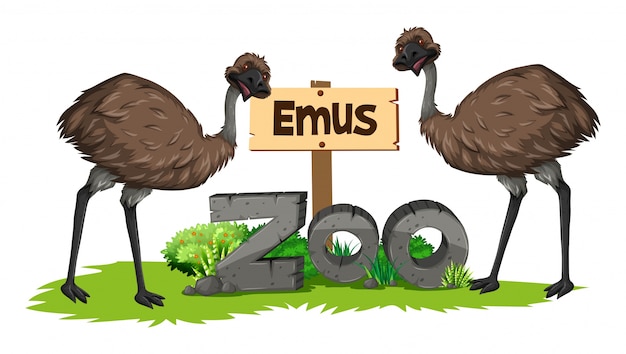 Vector two emus in the zoo