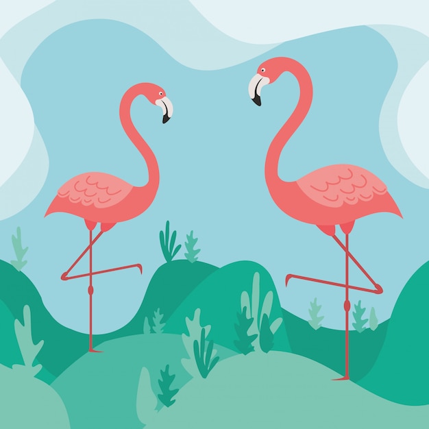 Two flamingos in nature