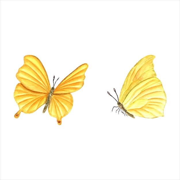Vector two flying yellow butterfly fluttering lepidoptera tropical insect moth watercolor illustration