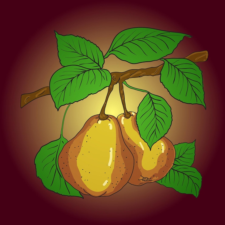 Vector two mature yellow pears