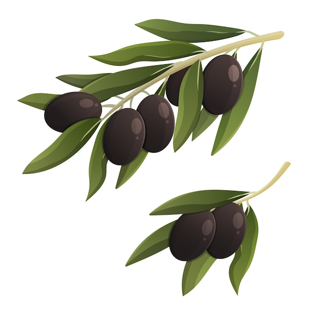 Two olive branches with black olives. Cartoon vector isolated illustration