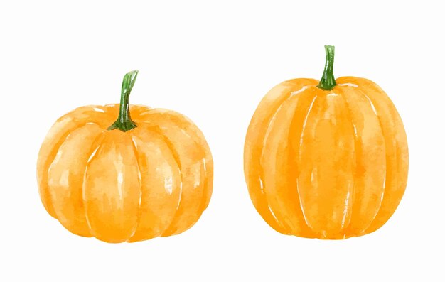 Vector two orange autumn pumpkins isolated on white background watercolor hand drawn illustration