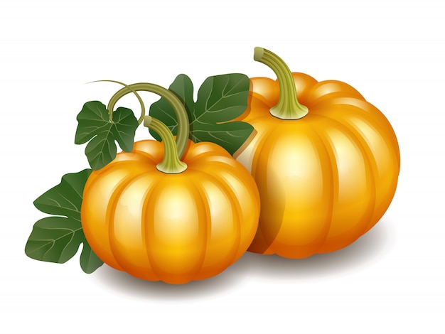 Two orange autumn pumpkins with green leaves, Harvest Thanksgiving symbol.  illustration