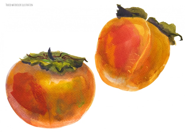 Two orange fruits of persimmon