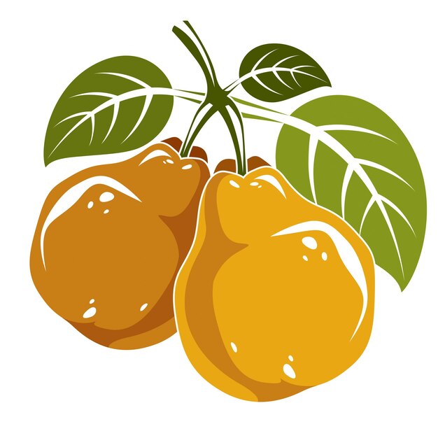 Two orange simple vector pears with green leaves, ripe sweet fruits illustration. Healthy and organic food, harvest season symbol.