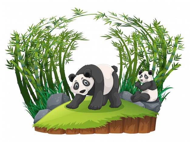 Two pandas in bamboo forest