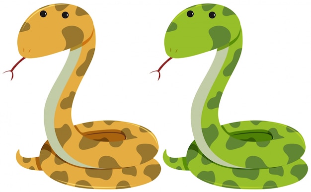 Two rattlesnakes on white background