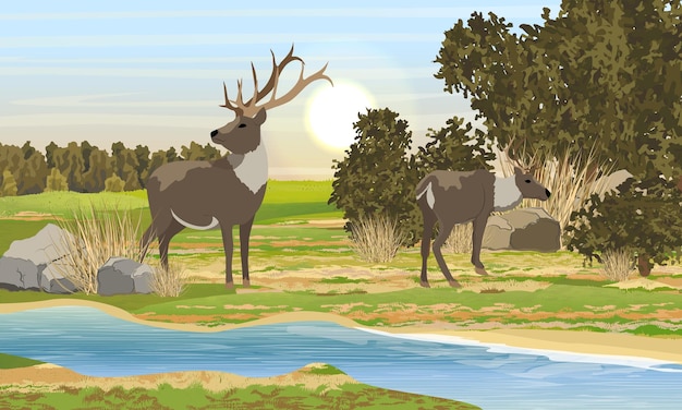 Due cervi rossi realistici con corna ramificate vicino al fiume grandi cespugli e foresta