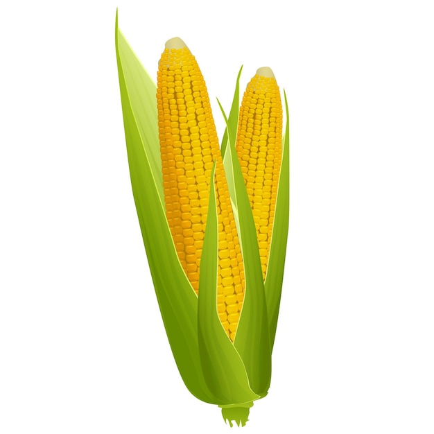 黄金の穀物と白い背景のデザイン要素に分離された緑の葉を持つ 2 つの熟したトウモロコシの穂軸