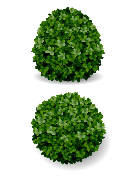 Vector two round bush decorative plant boxwood eps8