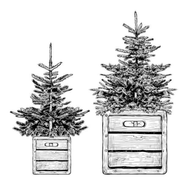 Two simple christmas trees in wooden boxes in loft style vector vintage illustration