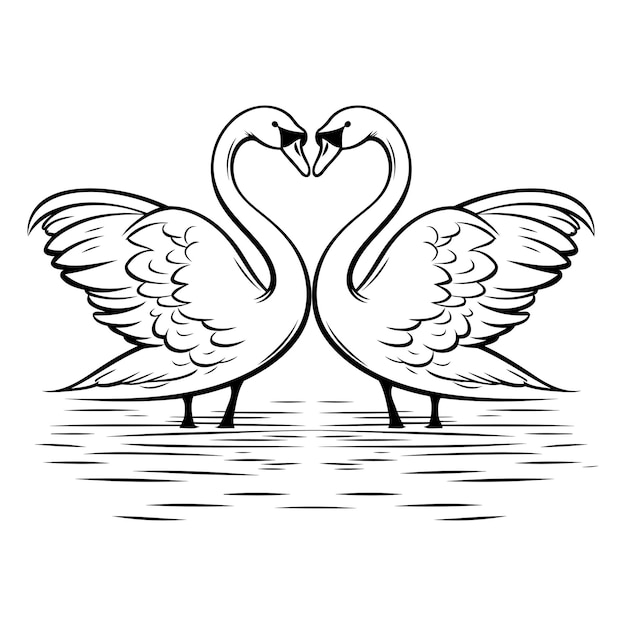 Two swans in love on a white background Vector illustration