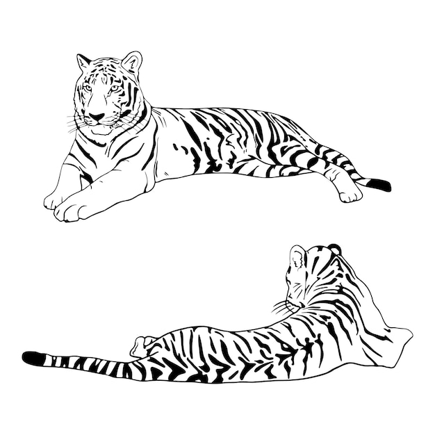 Vector two tigers black silhouettes on white background chinese tiger simple realistic sketch