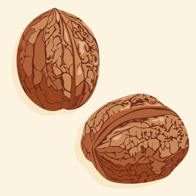 Vector two unshelled walnuts walnuts in shell