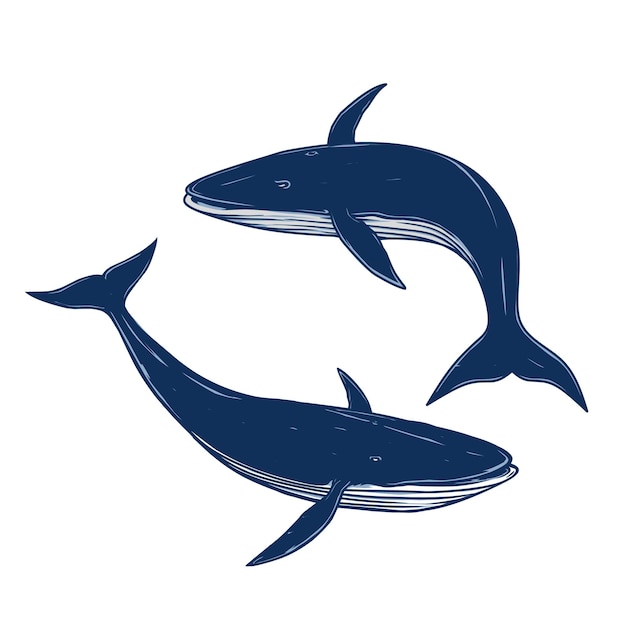 2 つのクジラと異なるポーズのベクトル図