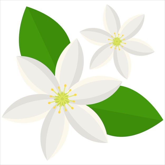 黄色の中心部と緑の葉を持つ2つの白い花は,ガーデニングの自然花のデザインに適しています